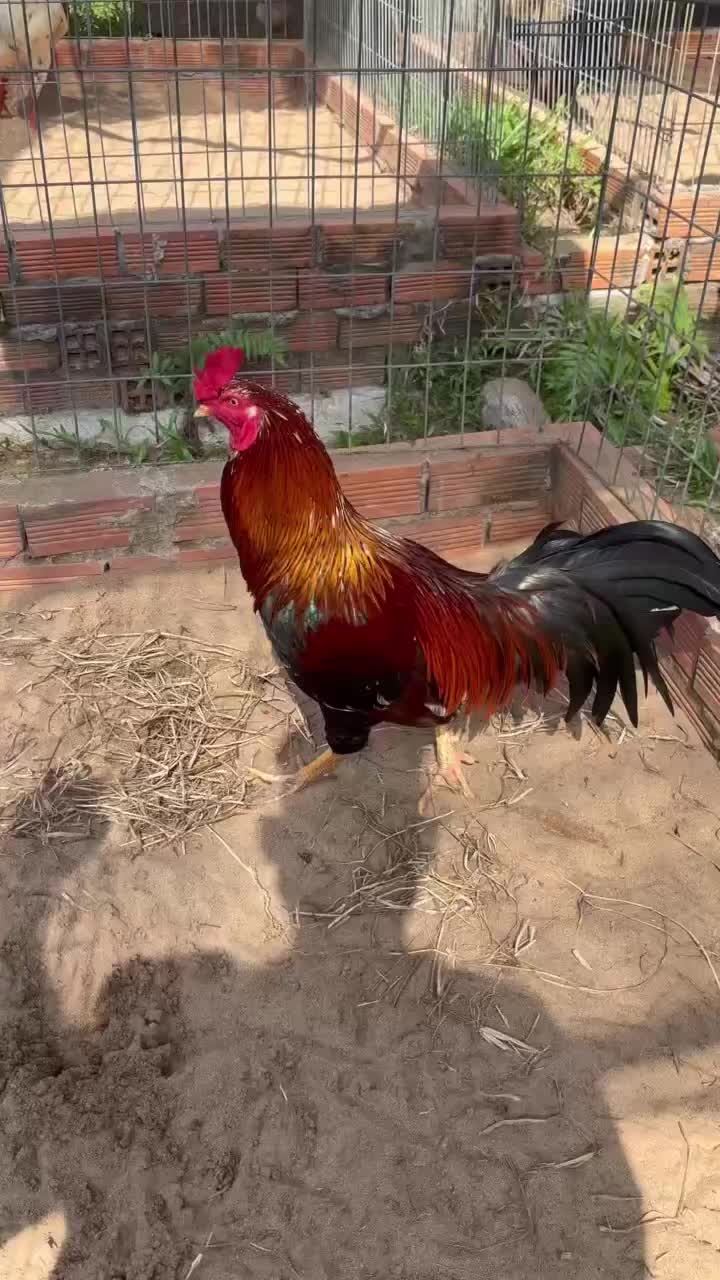 @Quốc Bảo ( baosting)