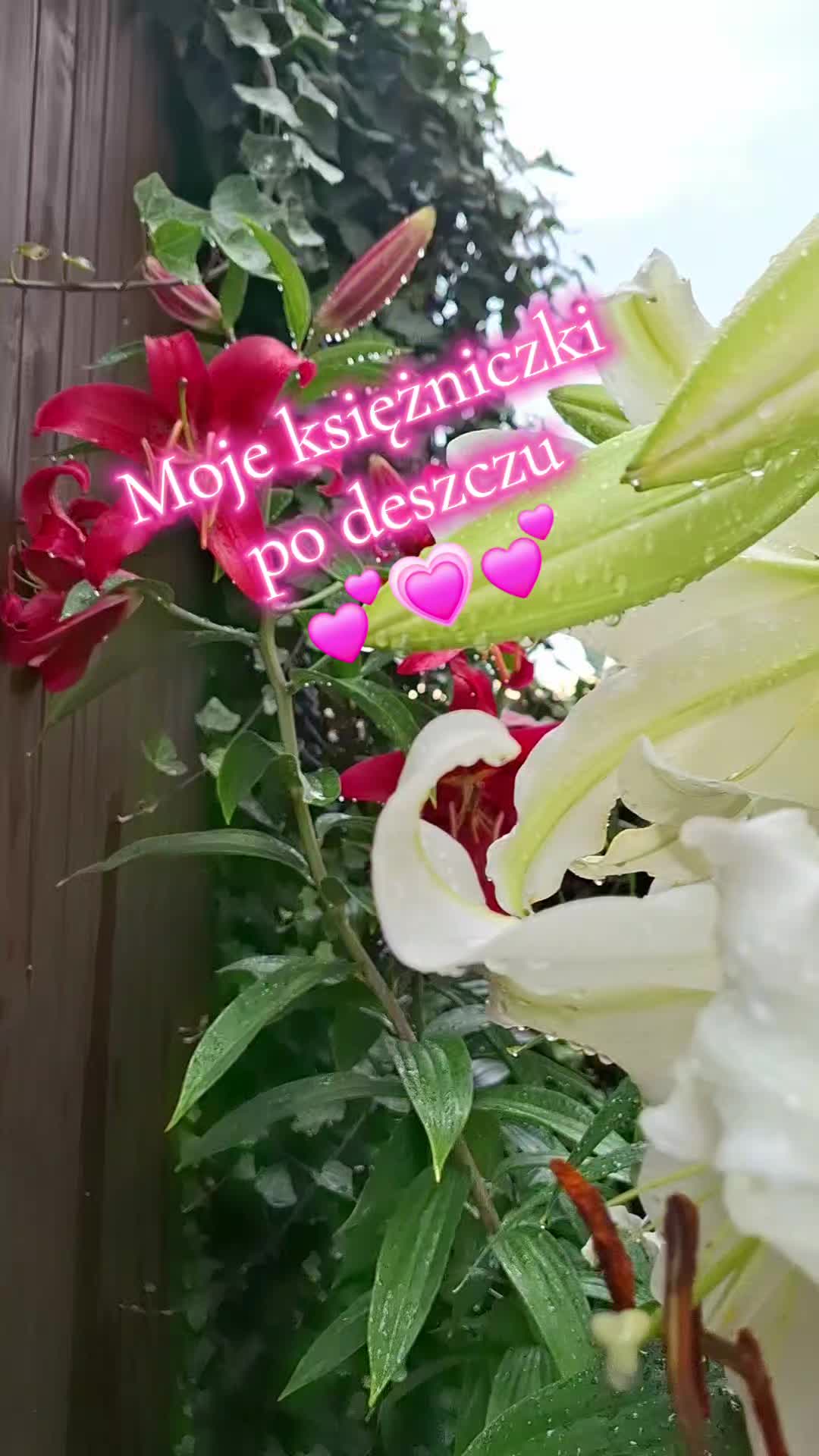 @𝓐𝓵𝓲𝓷𝓪💕