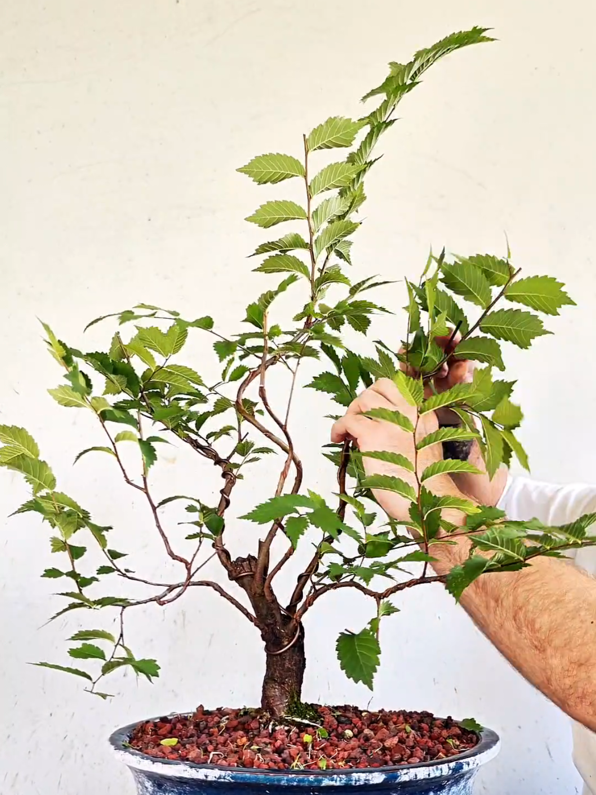 @Bryan Loves Bonsai