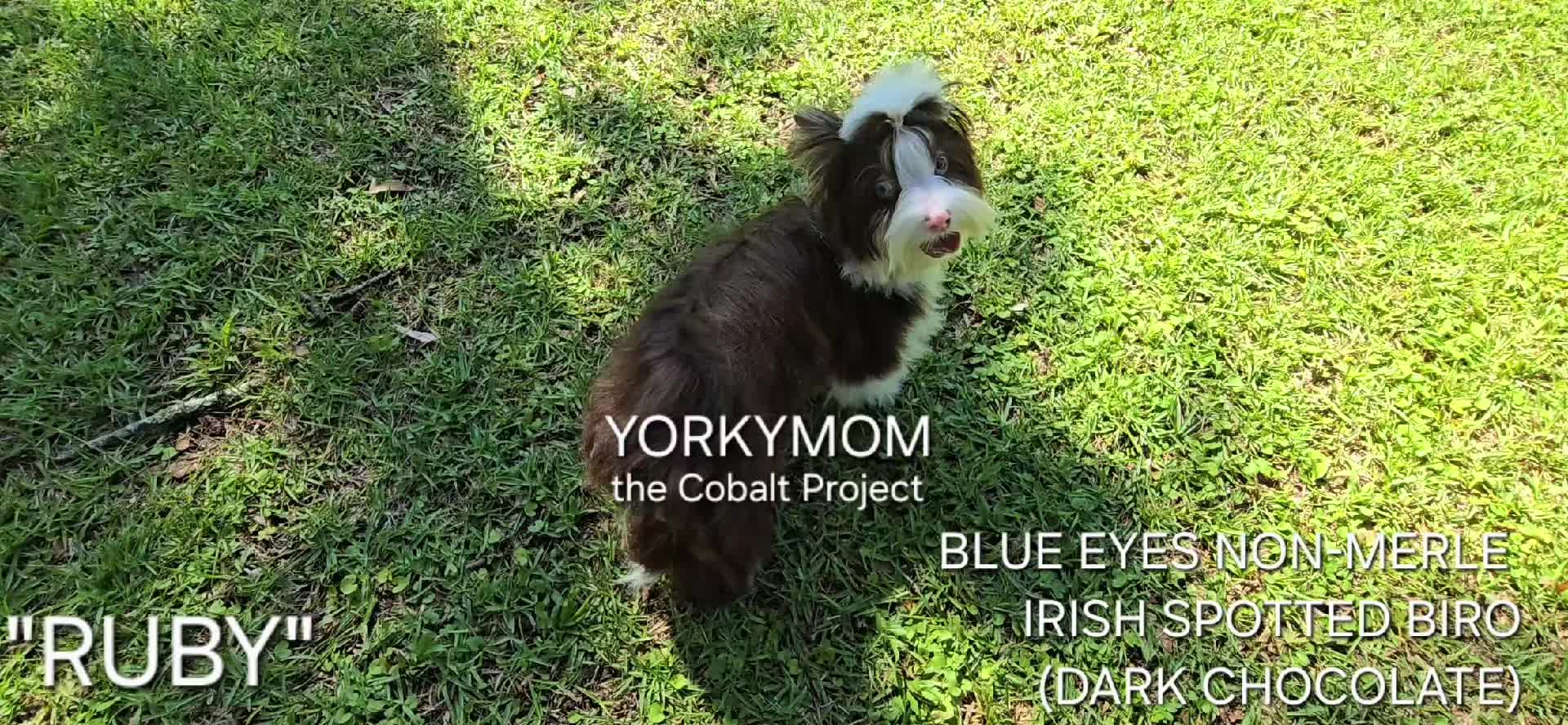 @theYorkymom