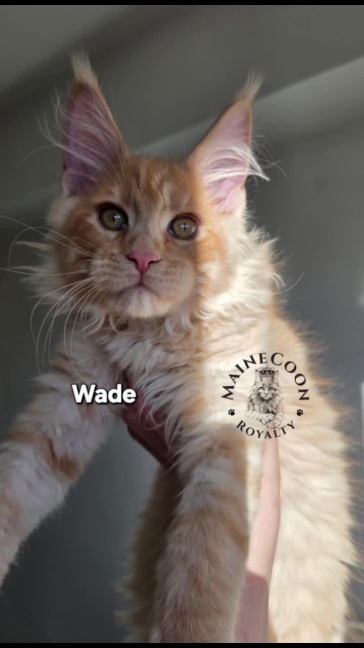 @MaineCoon Royalty