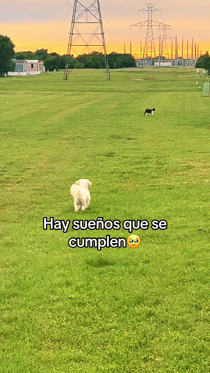 @AZUL🐶🥰