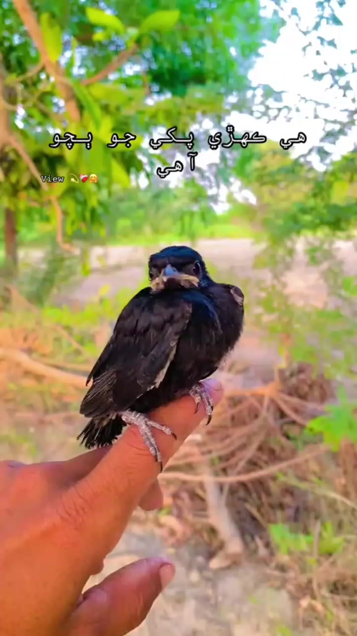 @فوزیا۔ ۔۔۔۔۔۔سومرو۔۔