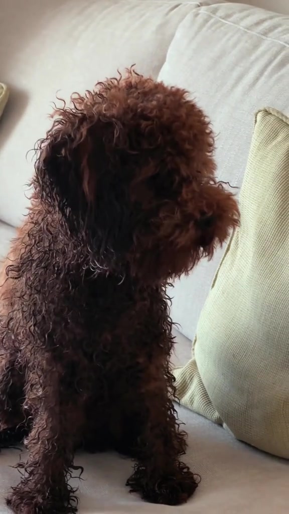 @Vito🐶🦮❤️🌏