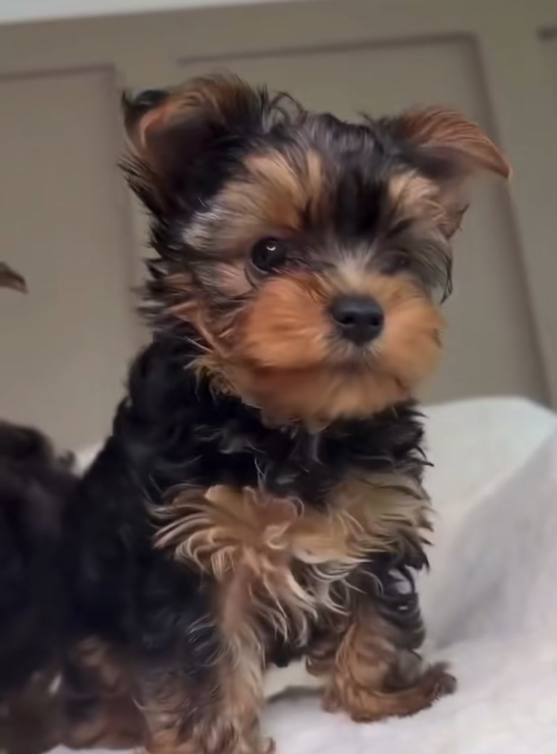 @Yorkies puppies for Adoption