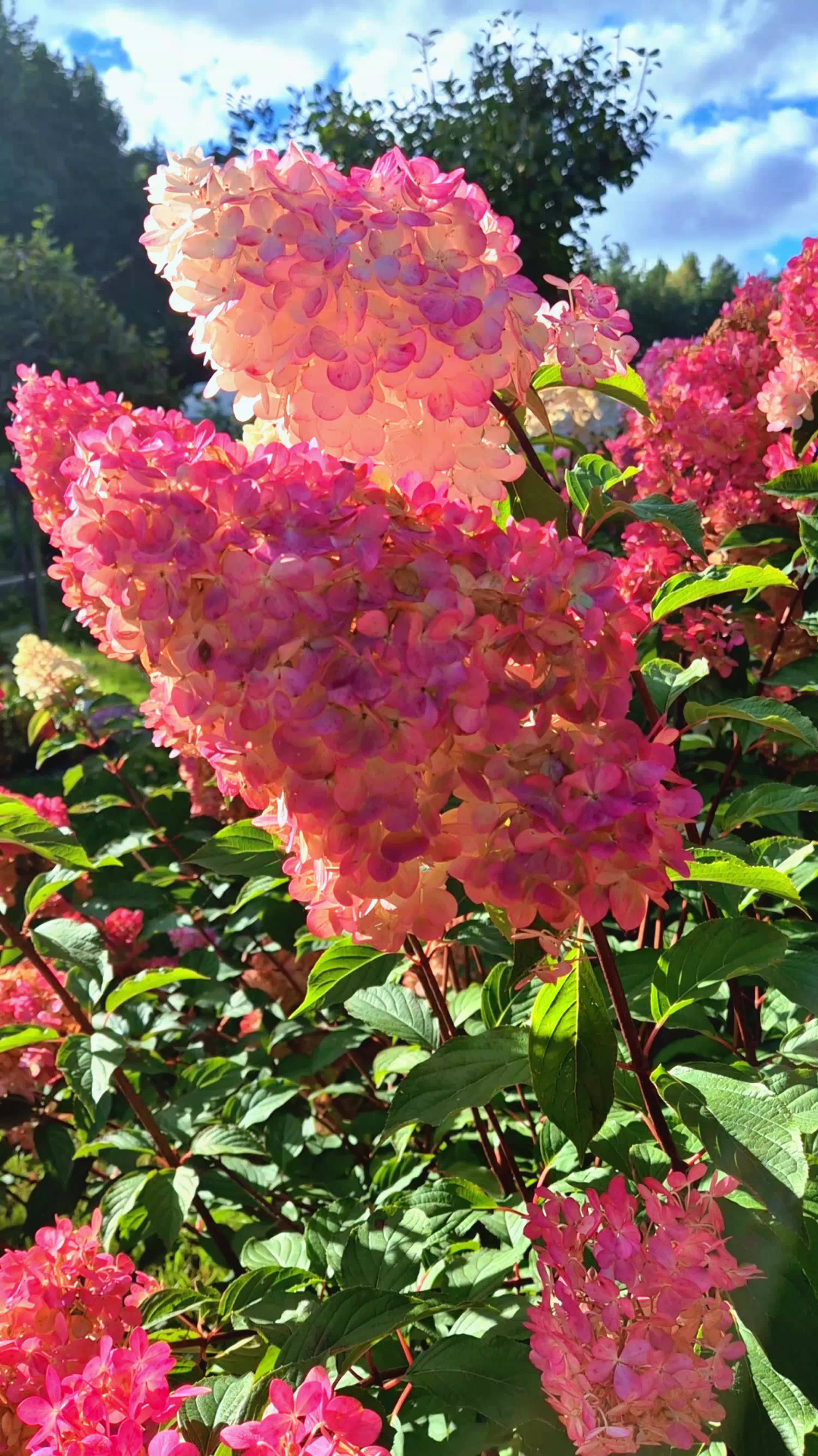 @🌺🪻aasia🌺🪻