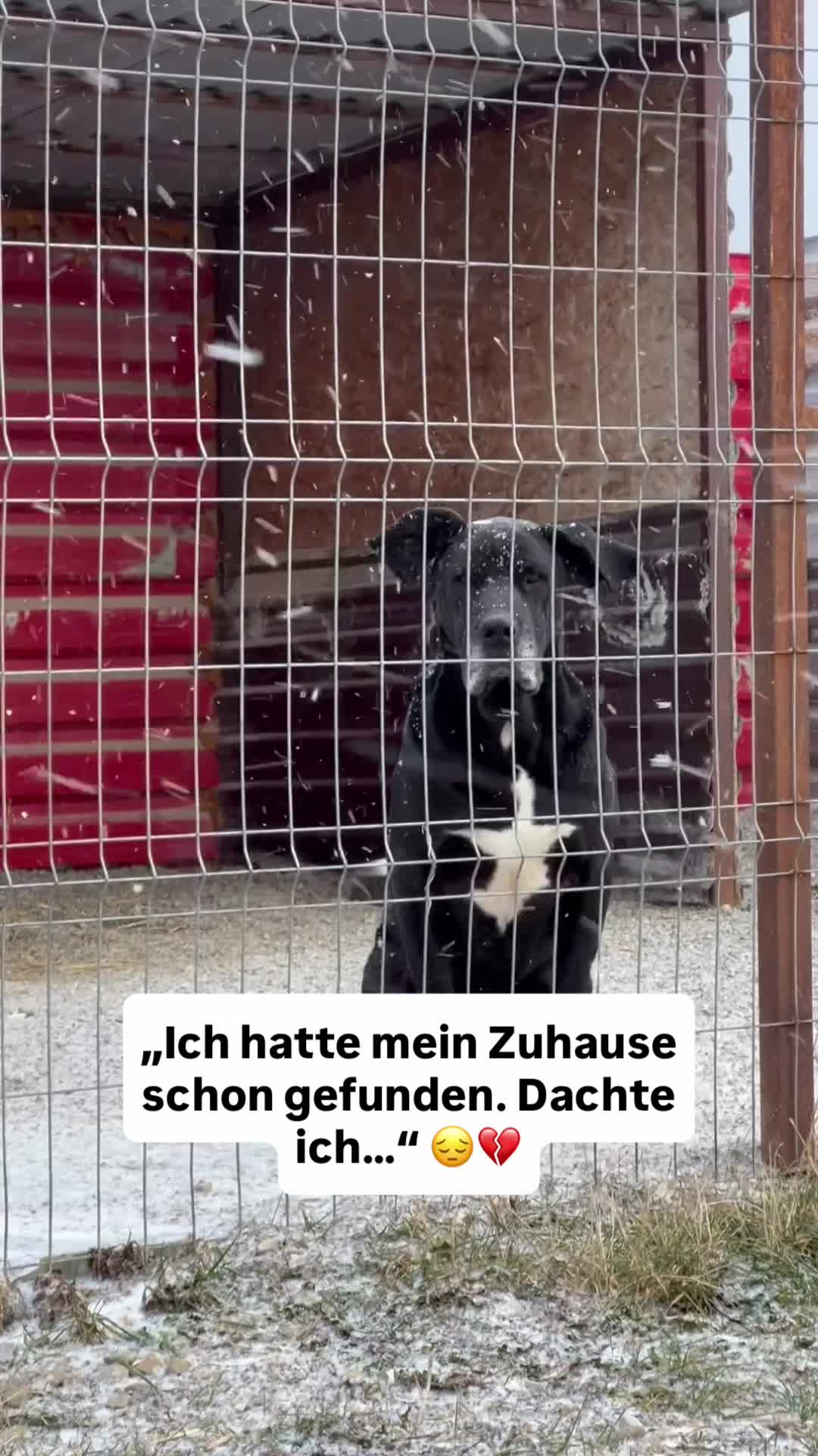 @Tierseelen 🐕