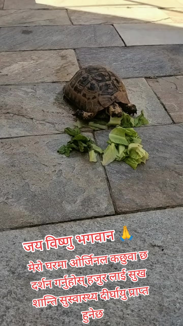 @निशा पौडेल ( निशु )🇪🇺🇮🇸