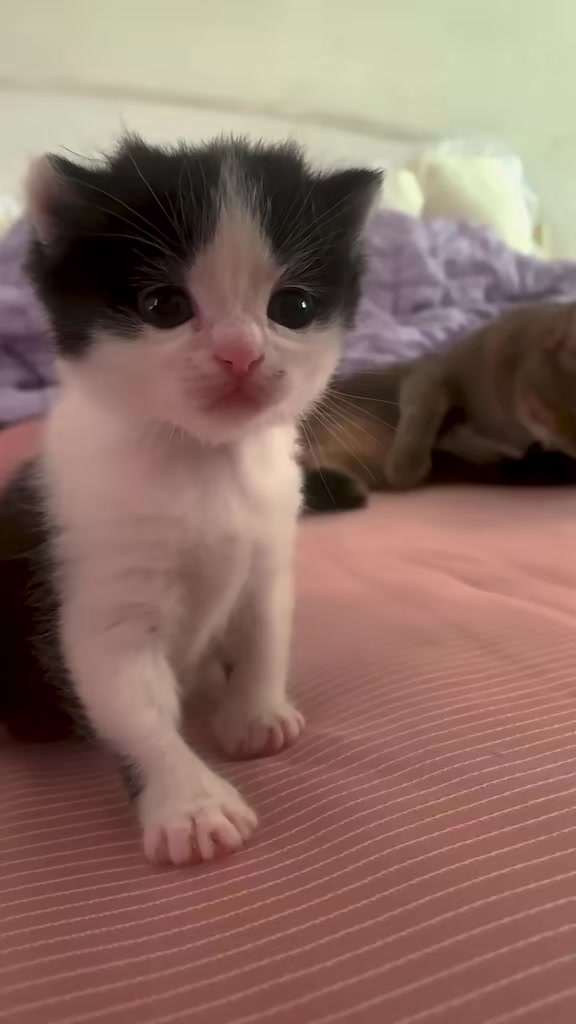 @catbosssss