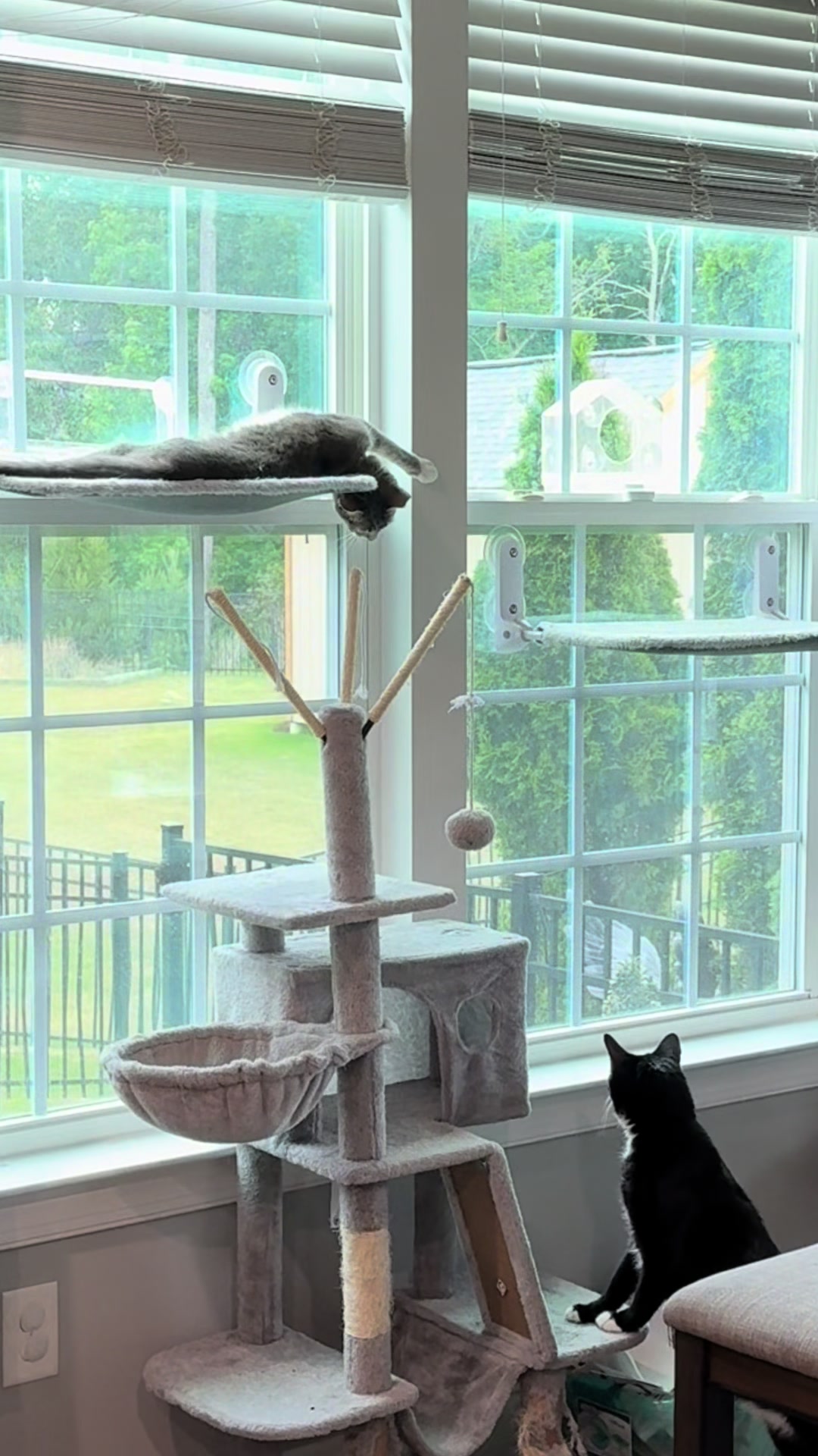 @RoxySnowballCatDrama