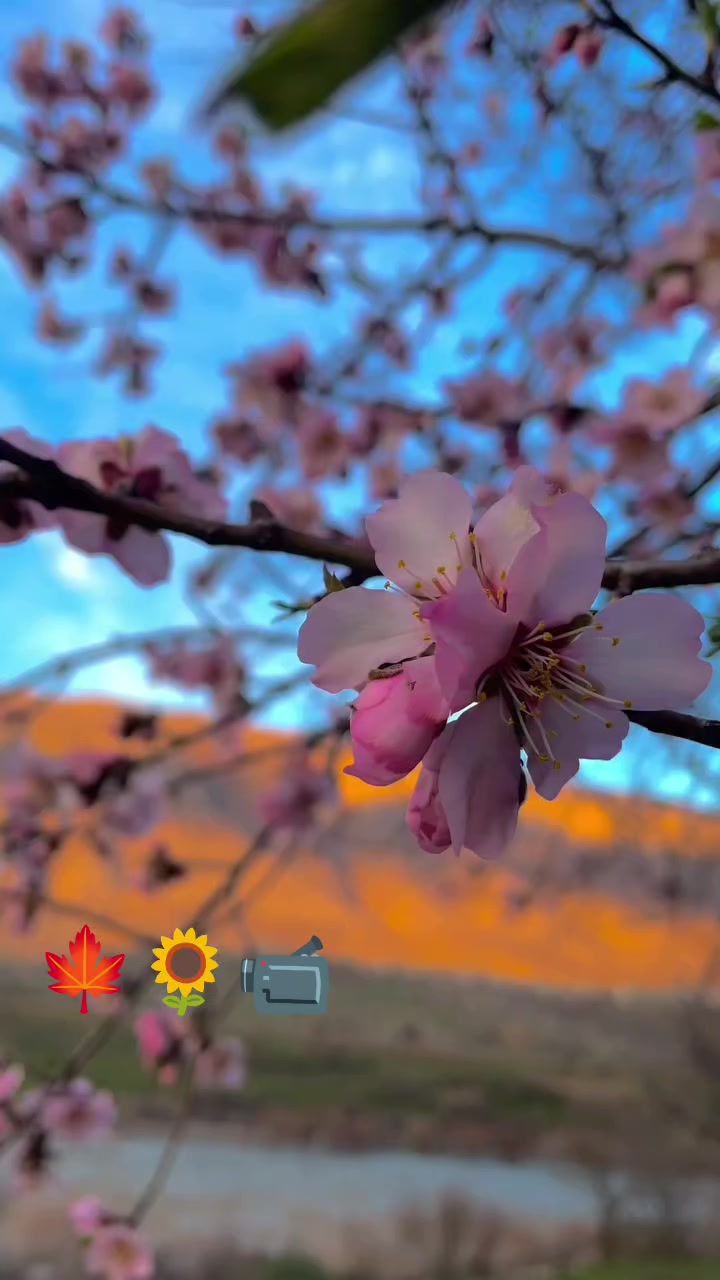 @↪️DEVRAN🌼56☑️