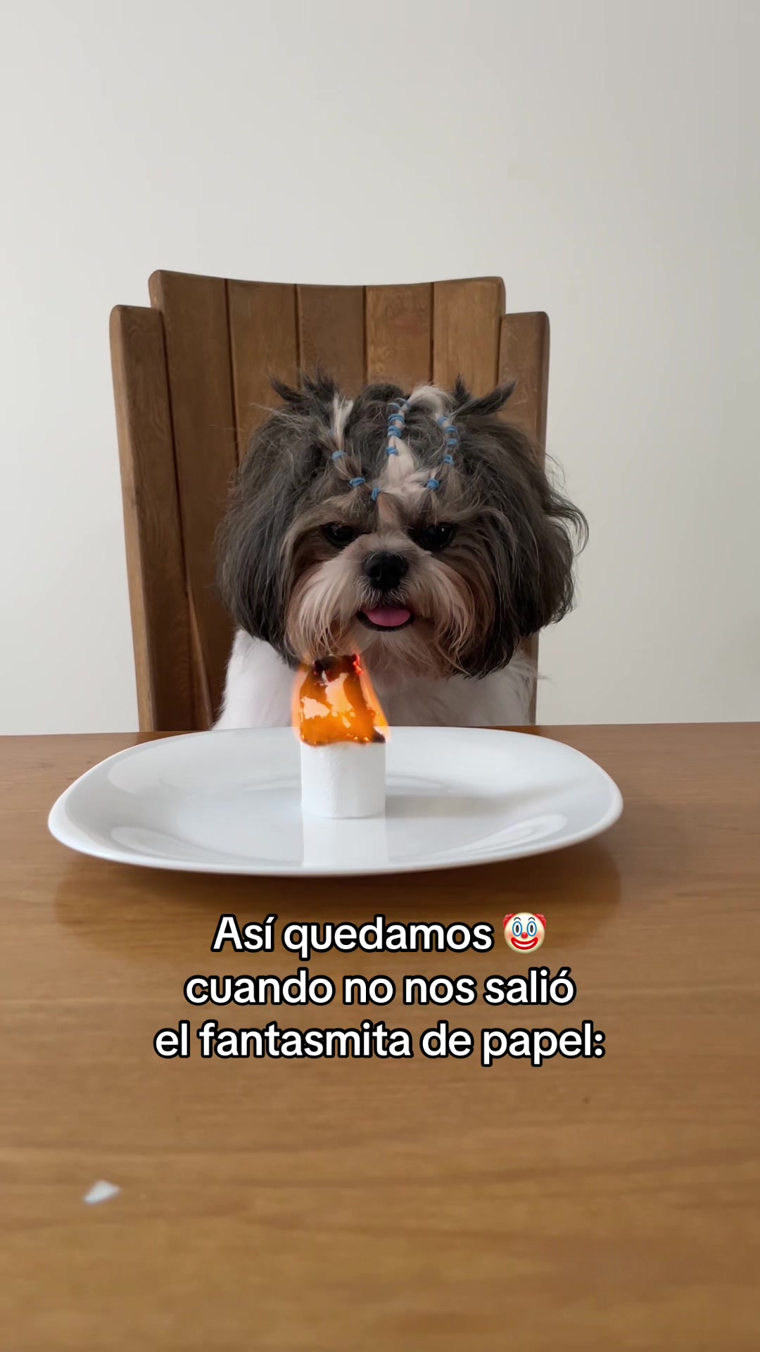 @appa_shihtzurp