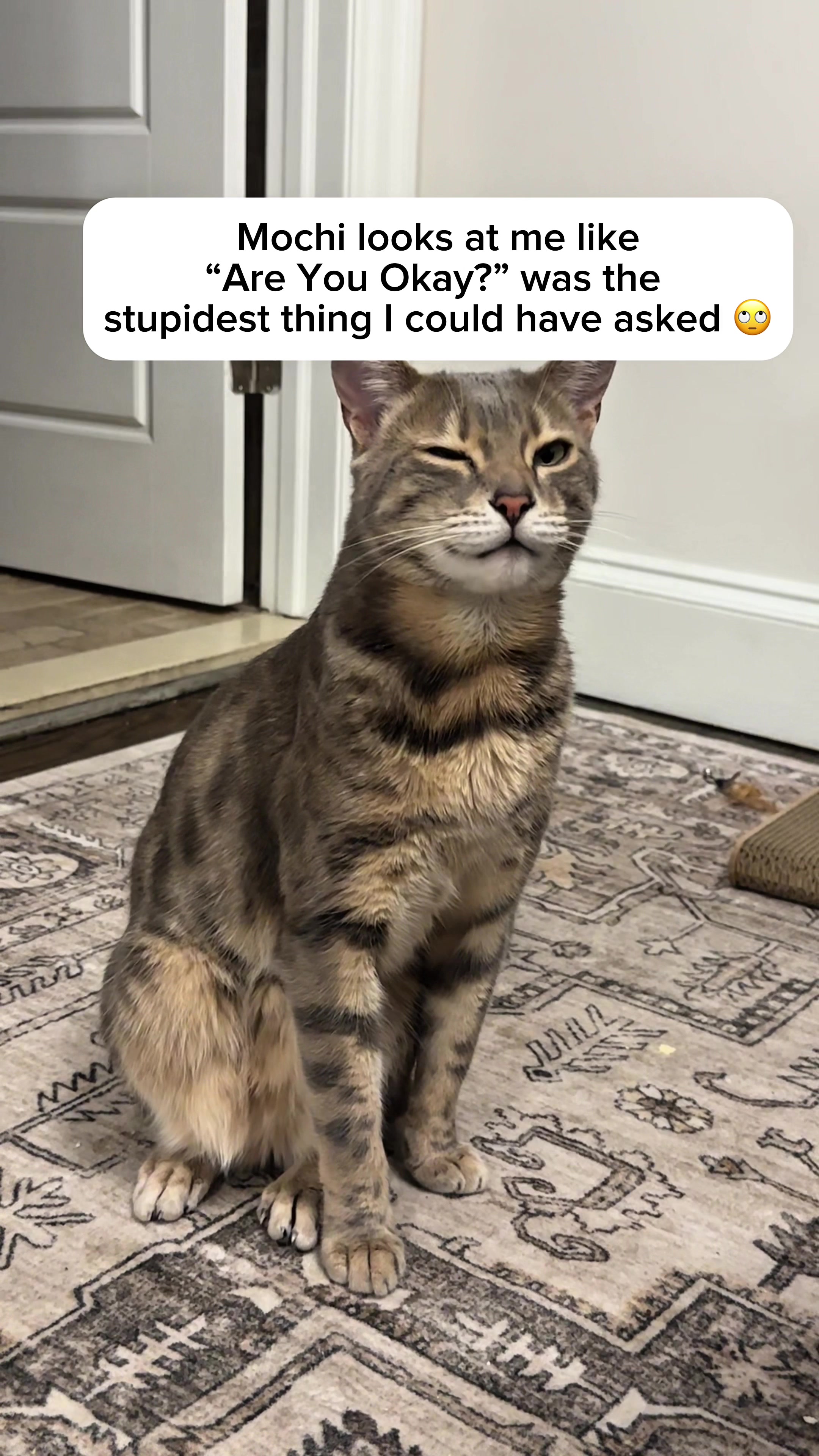 @Mochi the Bengal