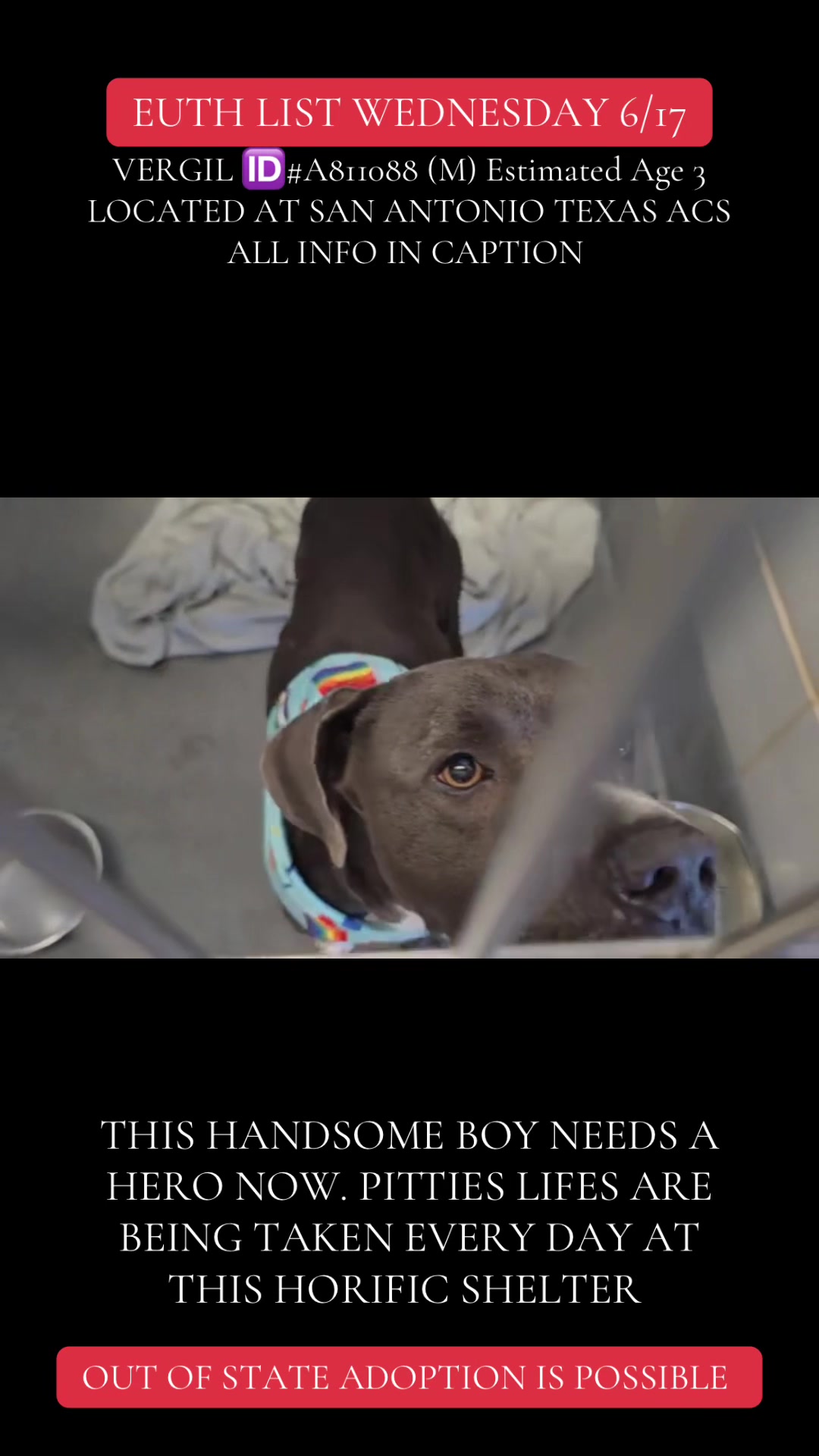@@rescuedogs911