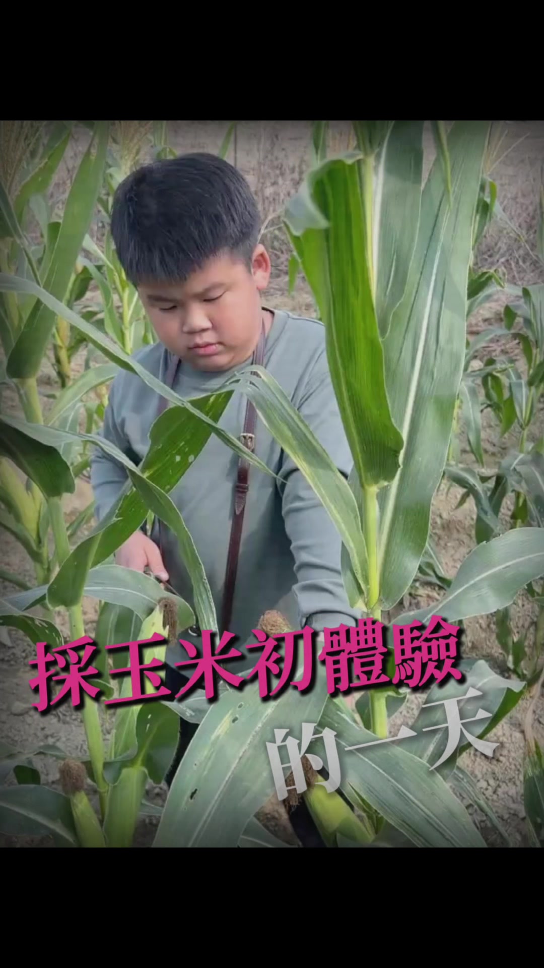 @沈文心
