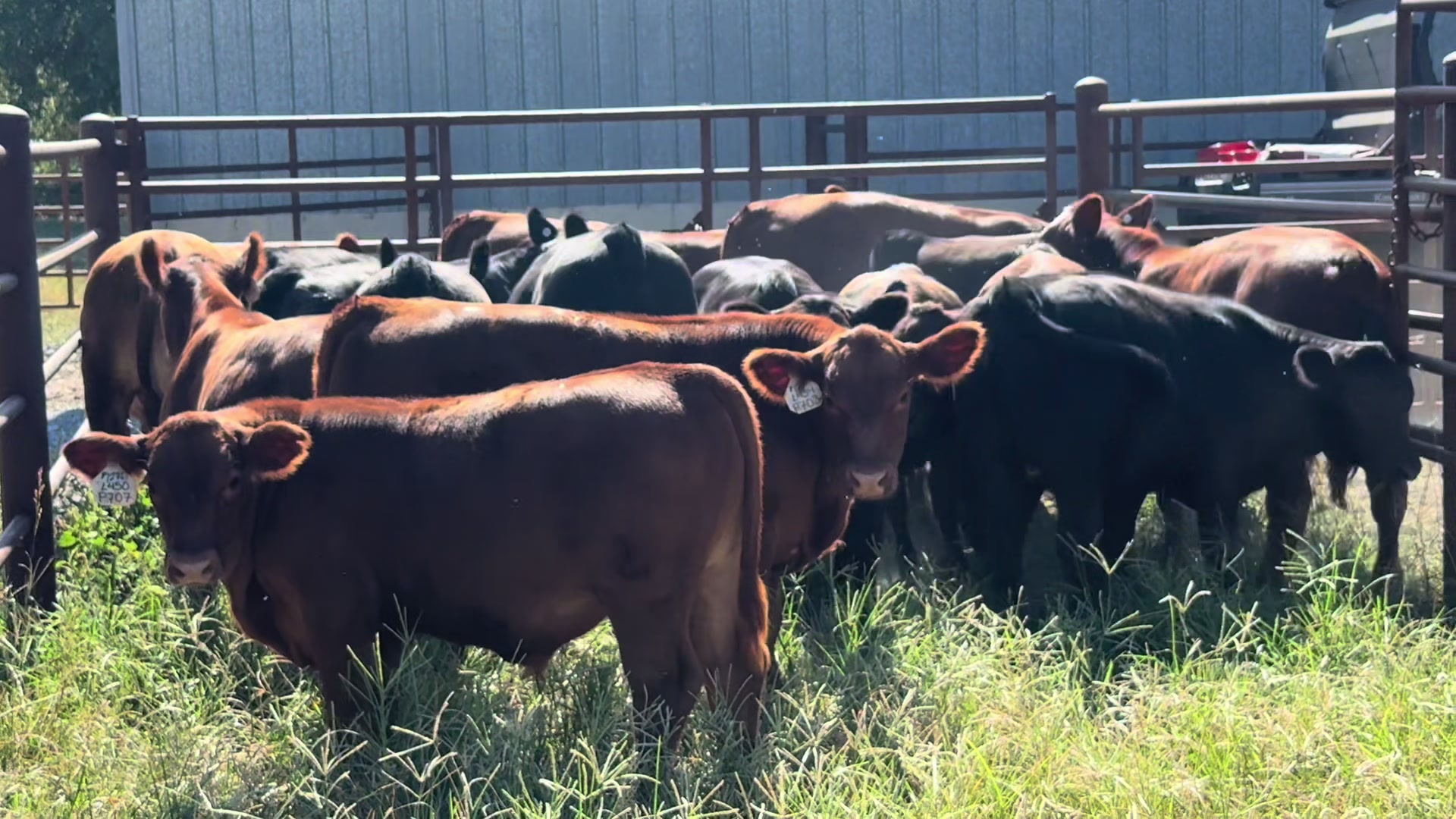 @Massey Land & Cattle