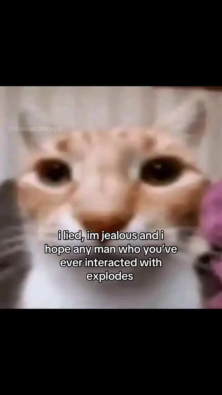 @meowconcept