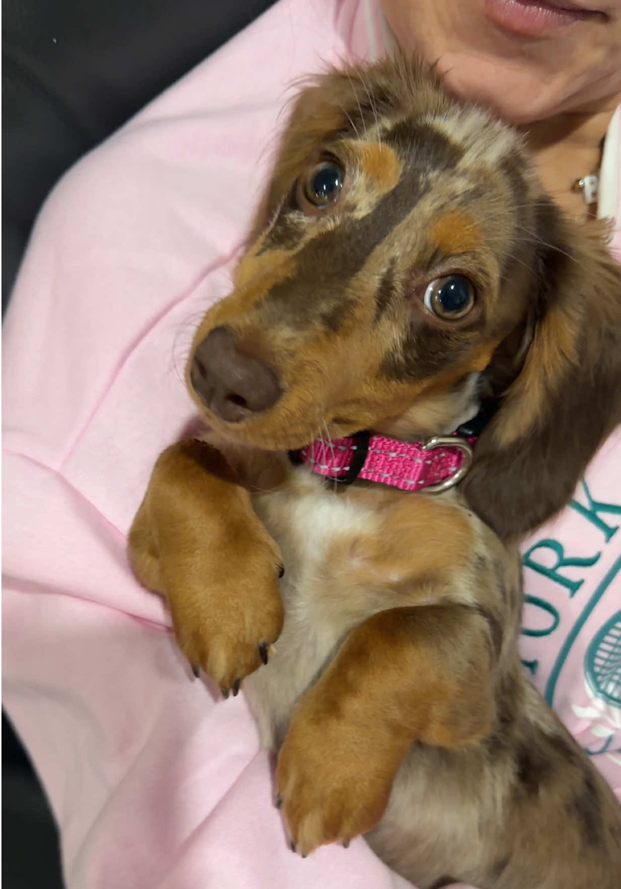 @Oli the Mini Doxie