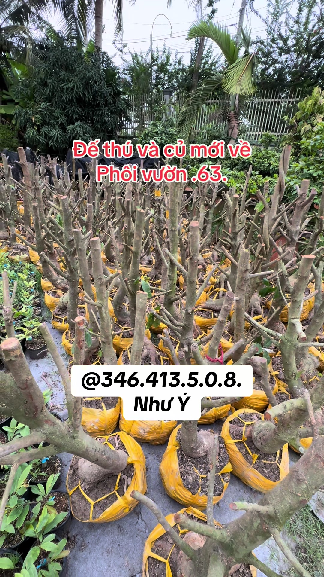 @Như Ý