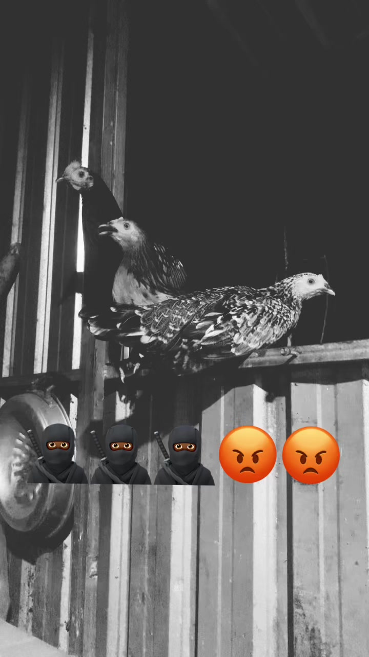 @KIDBORAZ