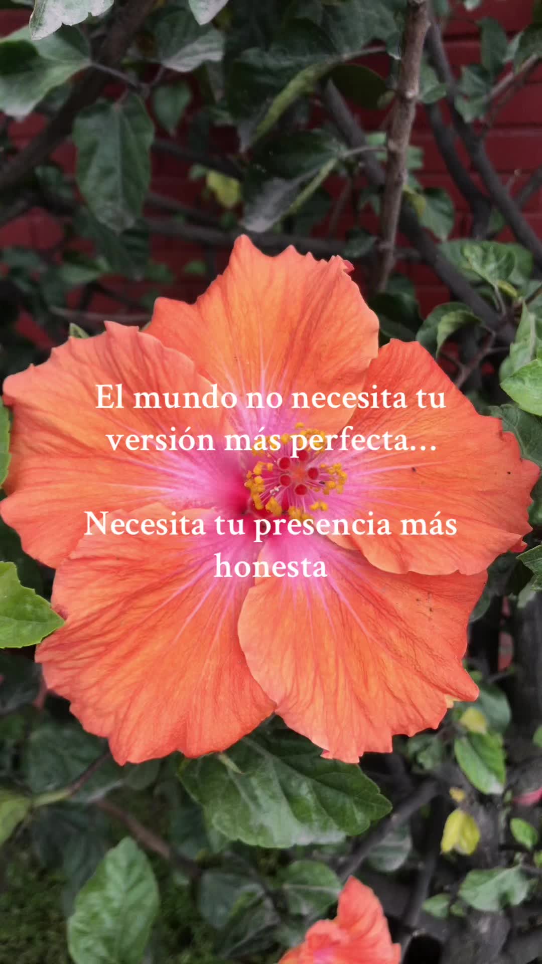 @cocoo_rem