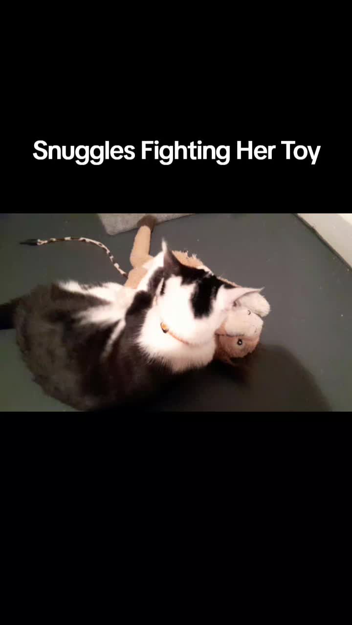 @Snuggles The Cat