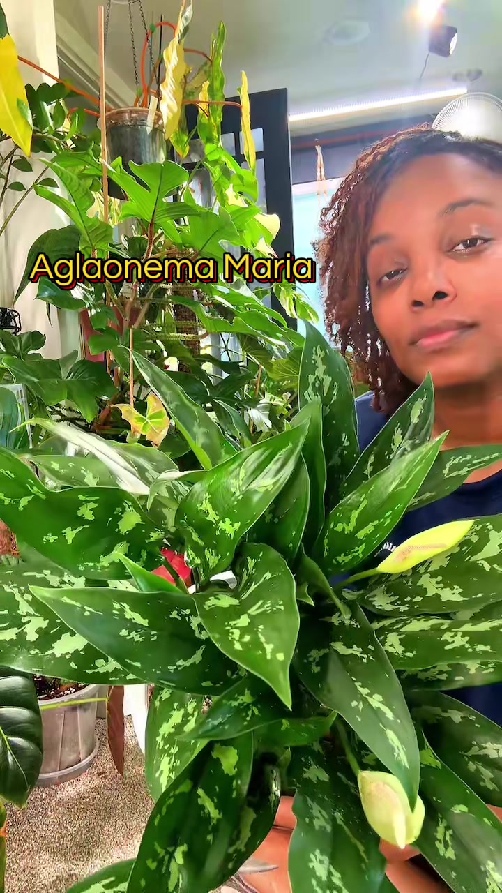 @PlantLadyNico🪴