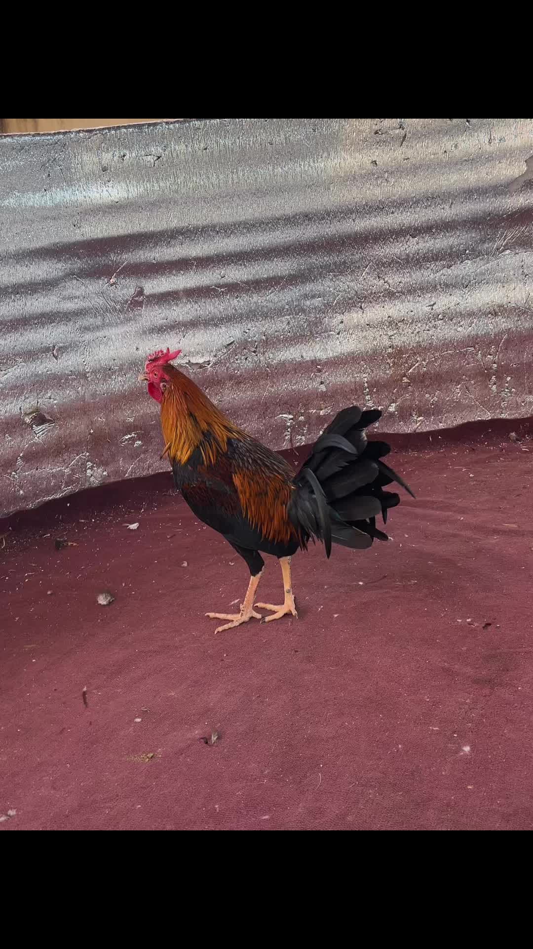 @galloslosrodriguez69
