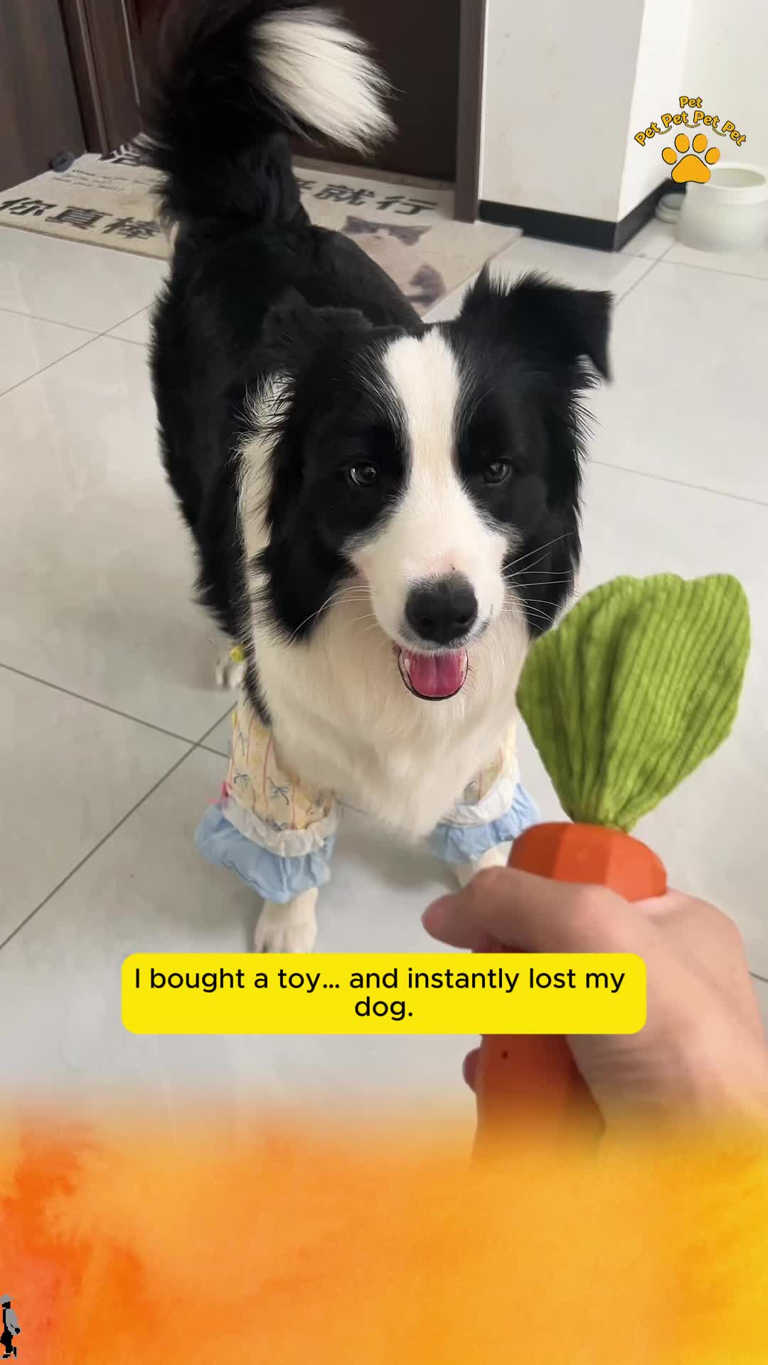 @Pet World Hub