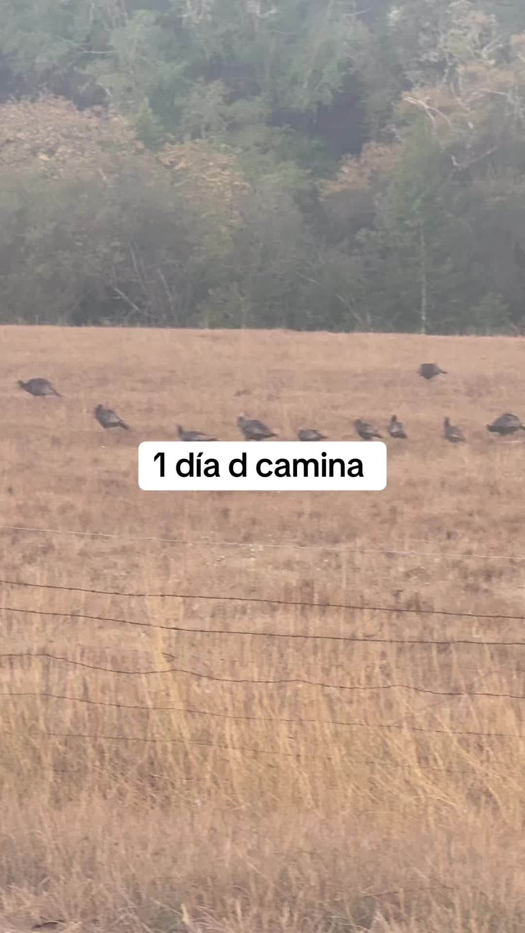 @Palmis