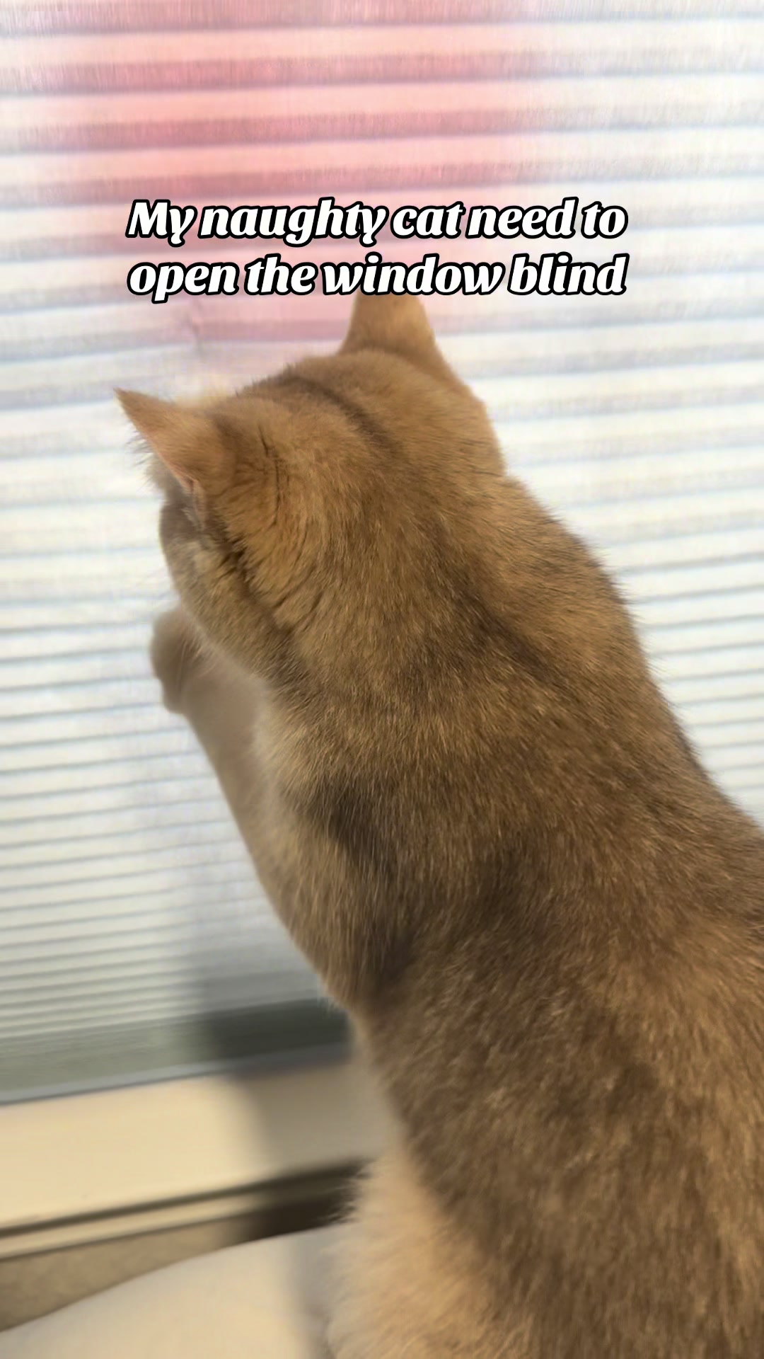 @catloveronthego