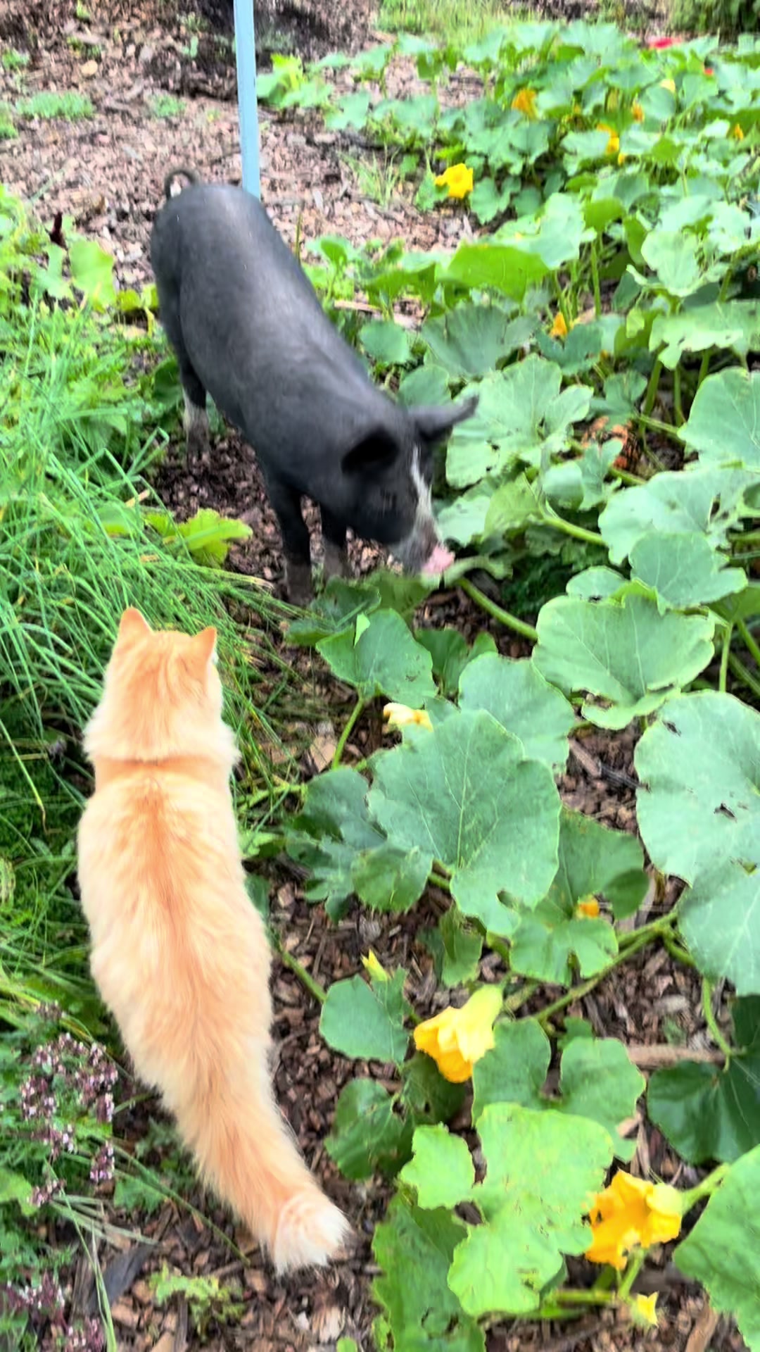 @mybonnyfarms