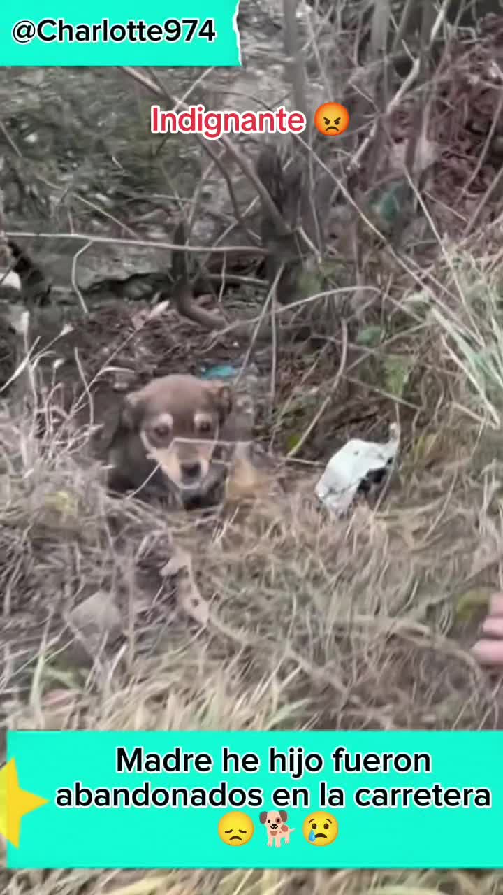 @Charlotte🐕🦺🐈🐕🦬🐐🐎🐄🐒