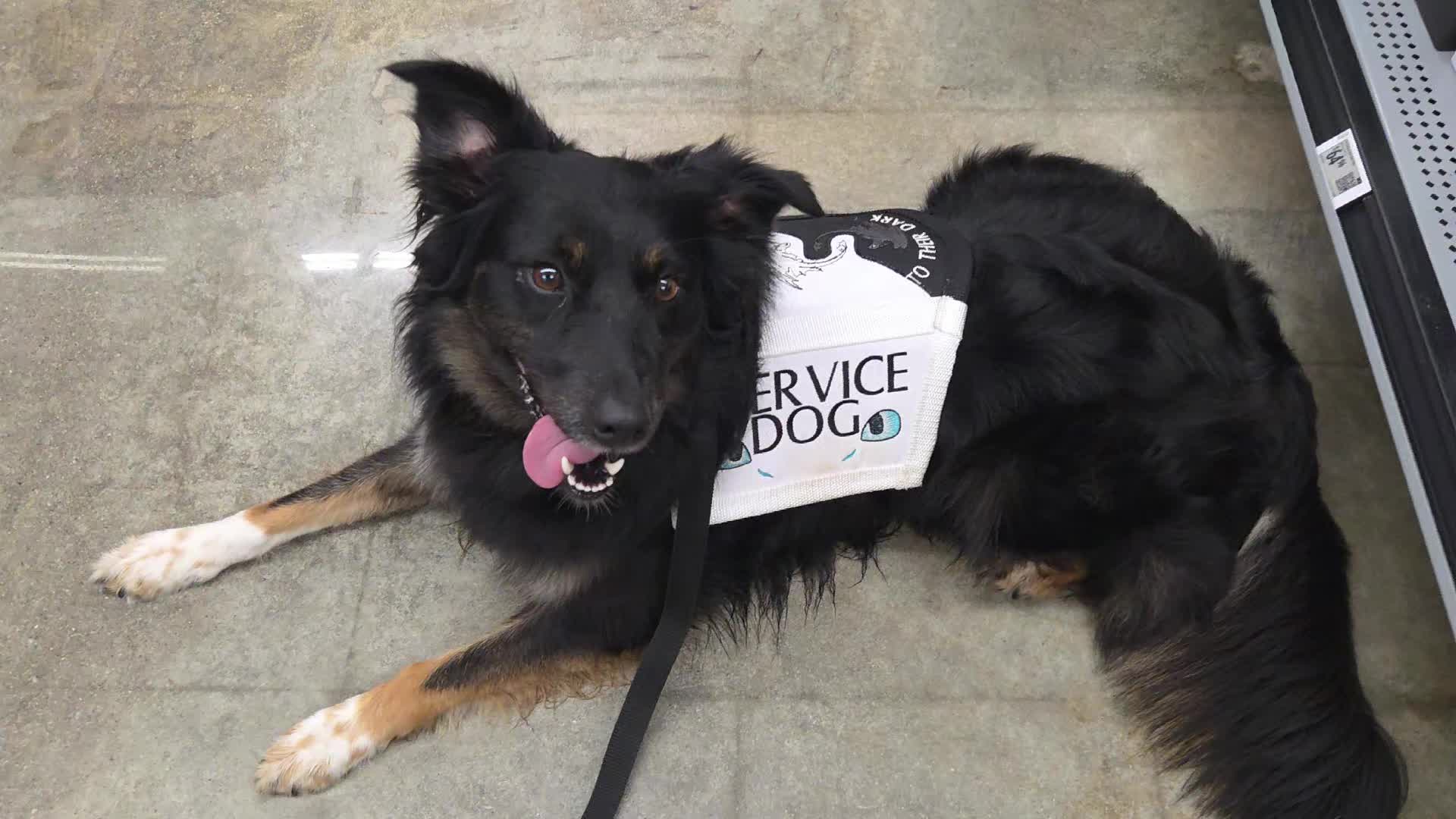 @Nala the Service aussie