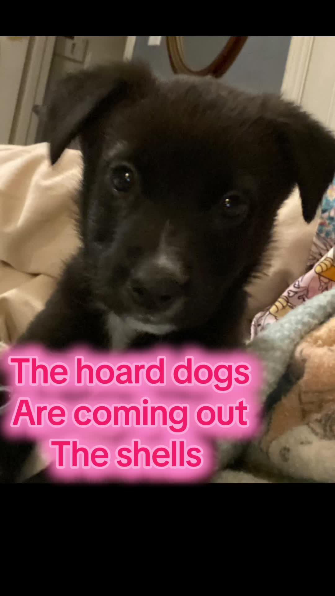 @Jessica ForgottenDogLeague