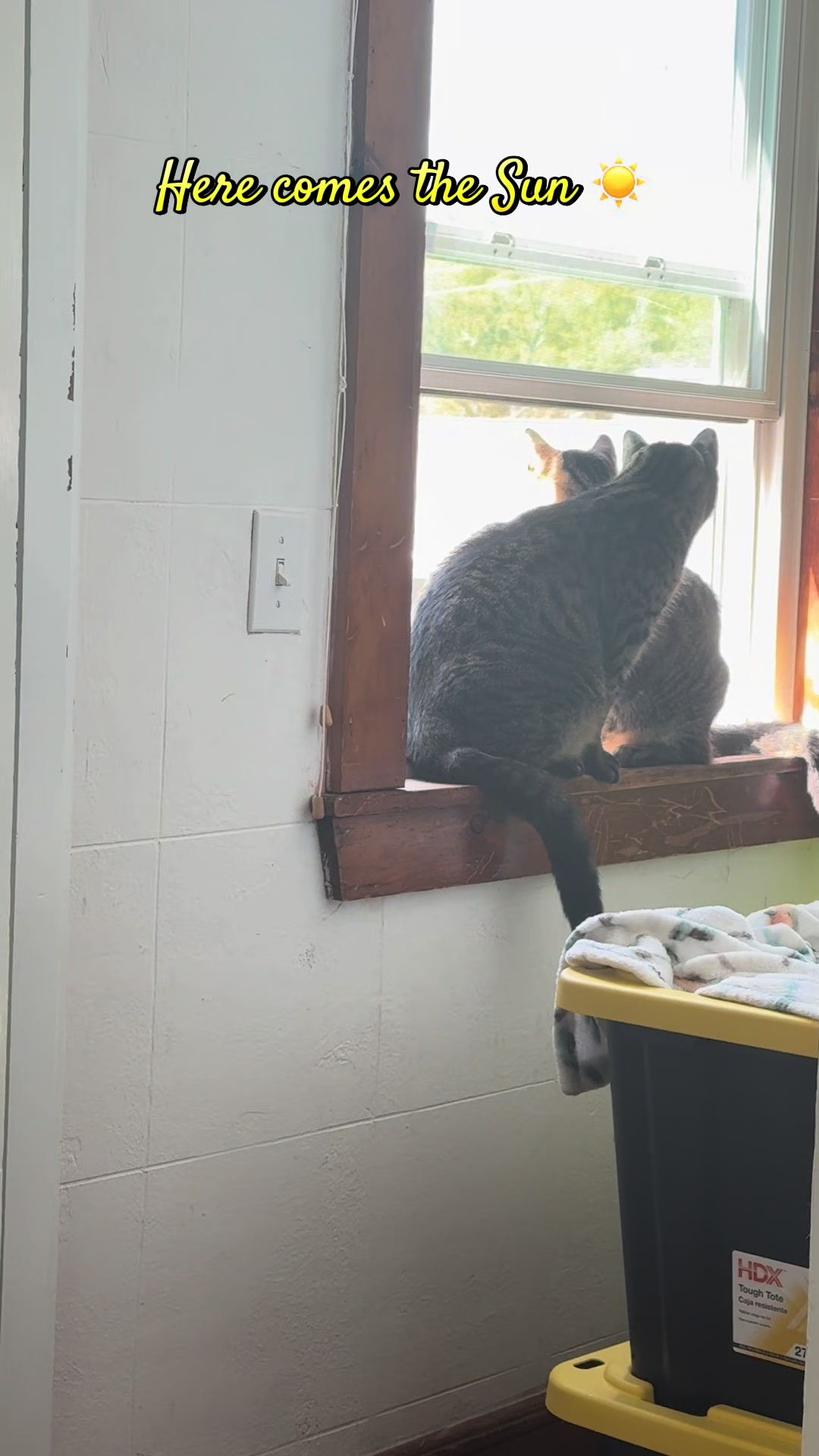@TailsandWhiskersCo