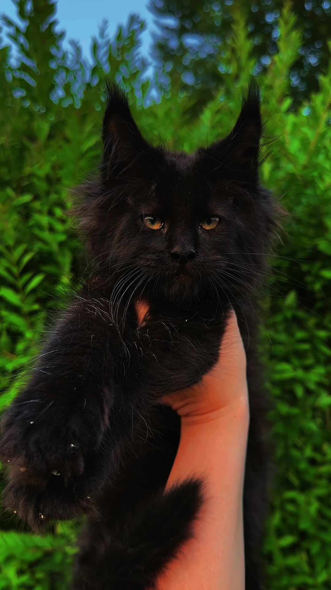 @Mossy Cottage Maine Coons 🌙