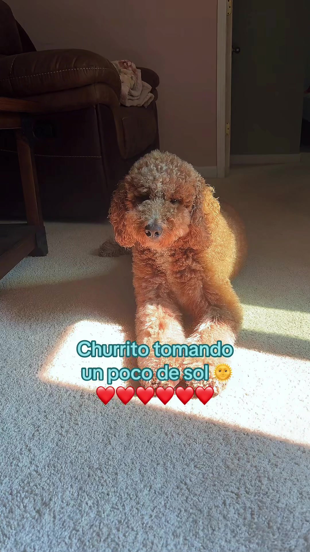 @Reyna y Churro 🐶😍