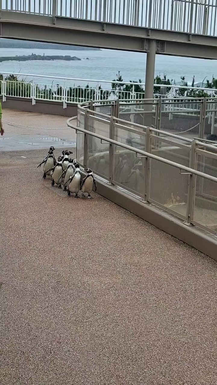 @デレ助あや