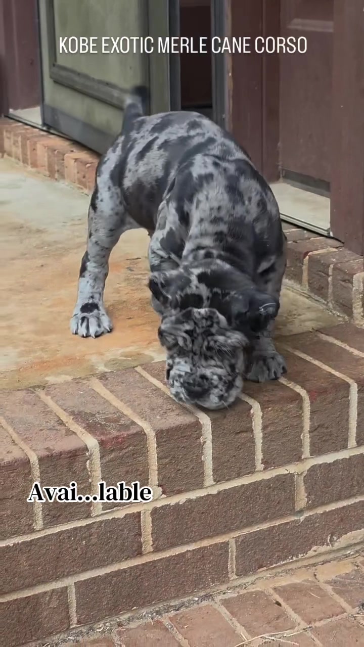 @Andrew cane corso