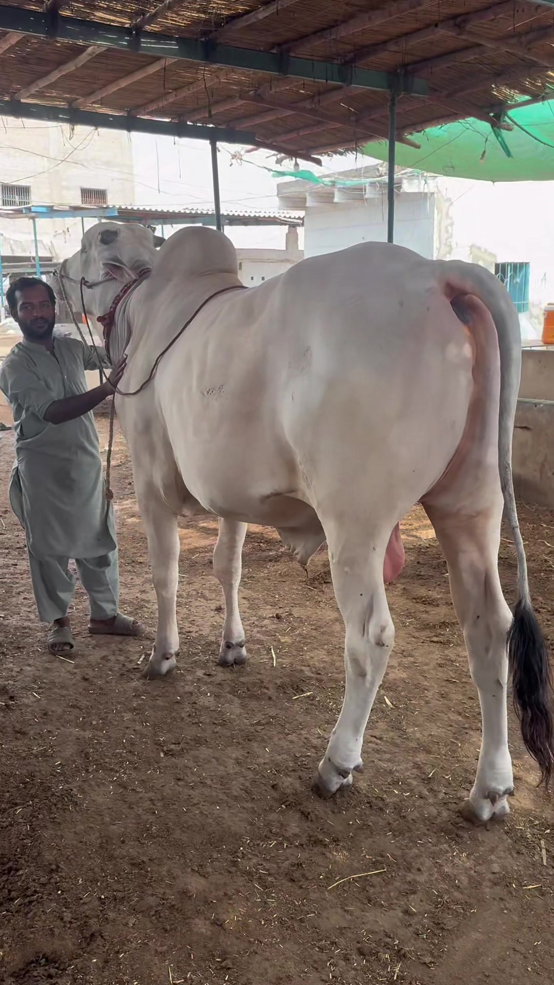 @Karachi Bull lovers