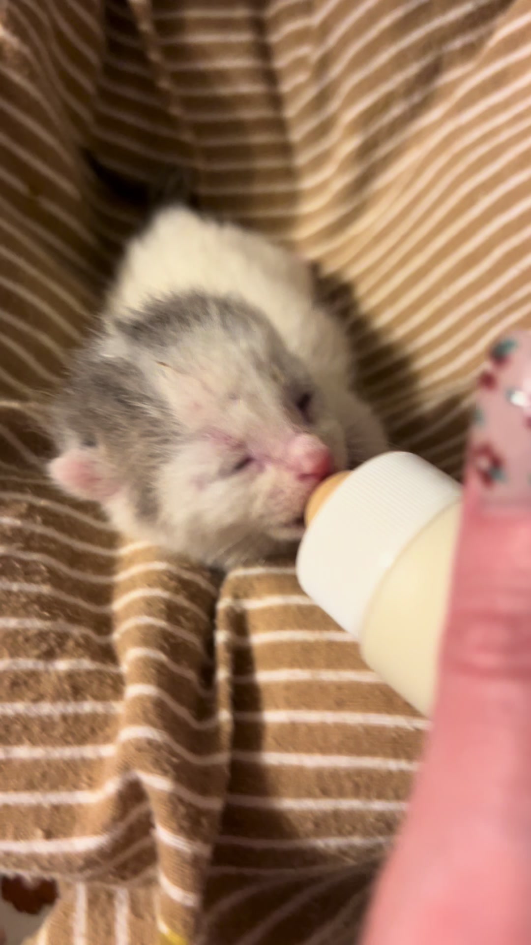 @Kitten.mama