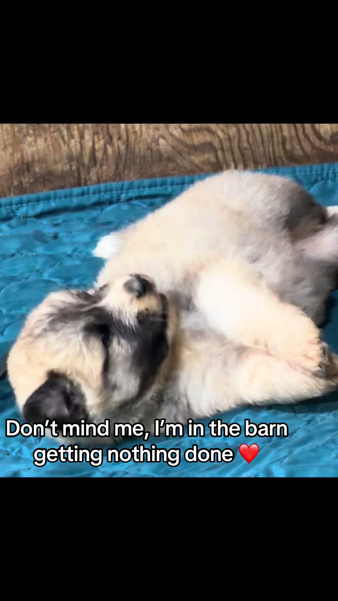 @HiddenDoorFarm