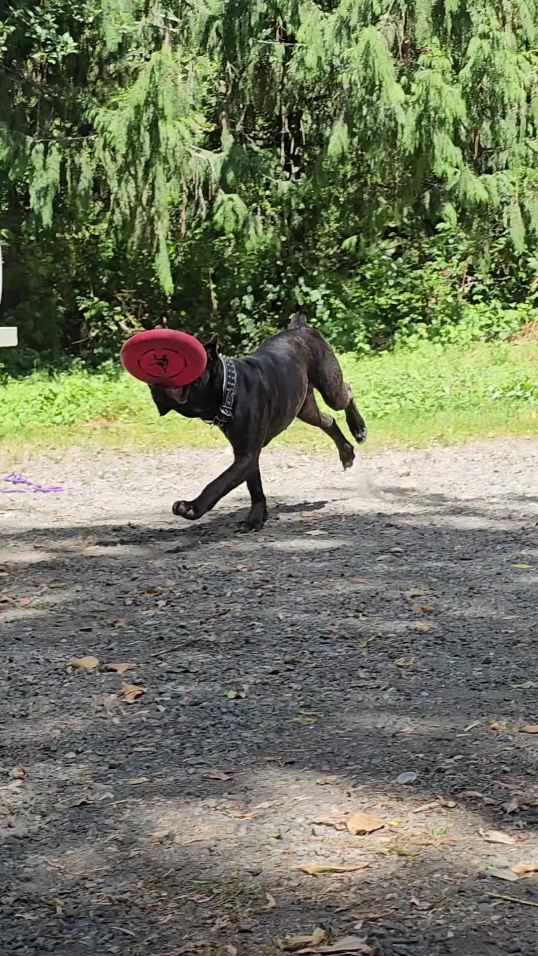 @SalmonCreekCaneCorso