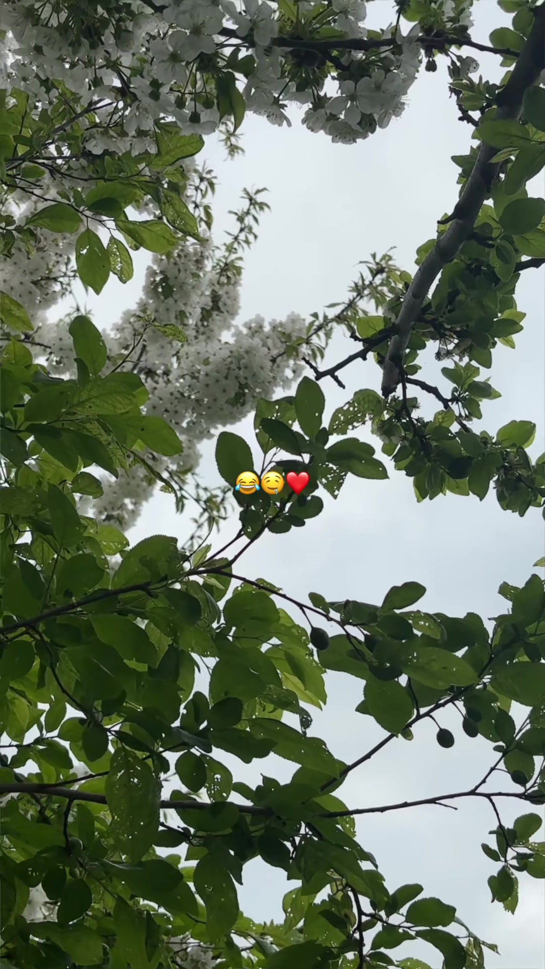 @𝓟ə𝓻𝓝ə𝓻 🐞