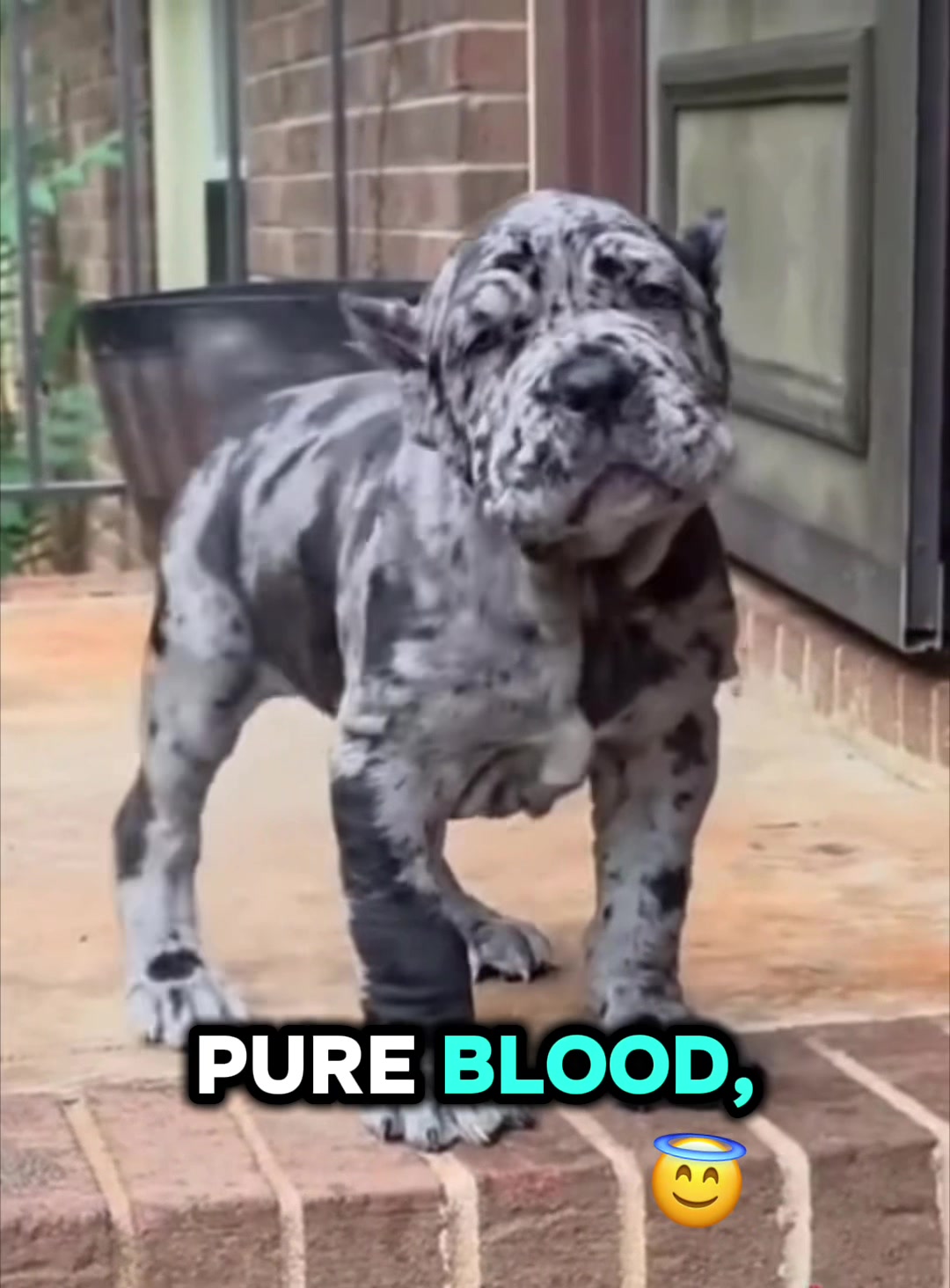 @Ultimate Puppies