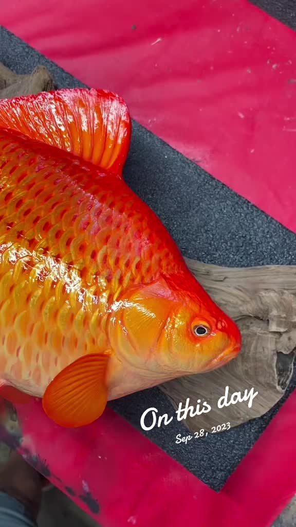 @SouthernScalesFishTaxi