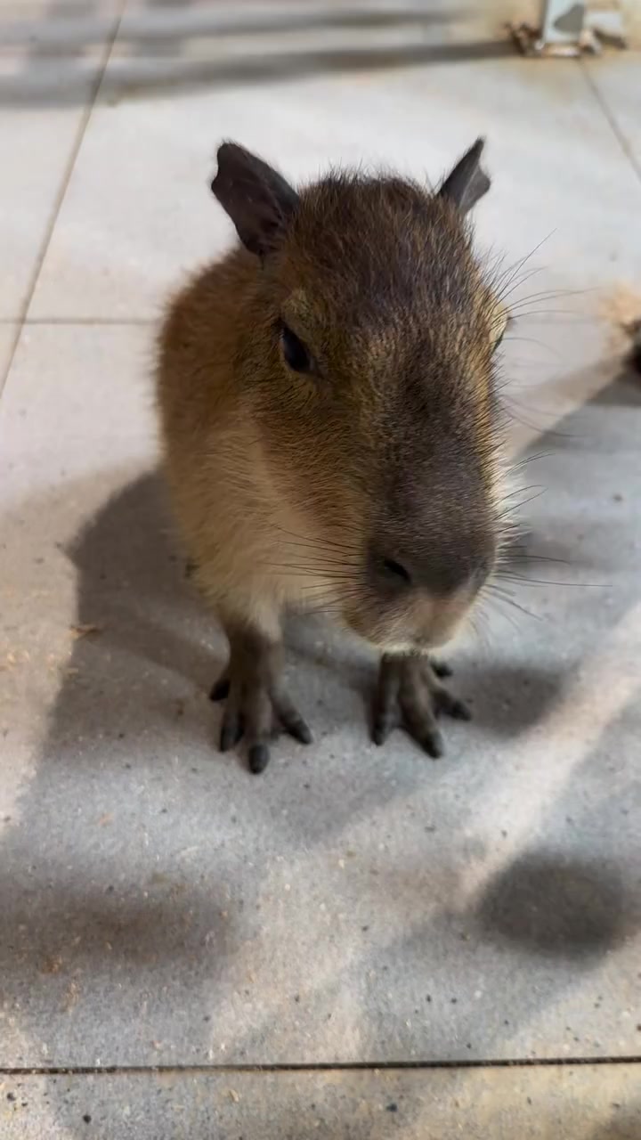 @capybara121224