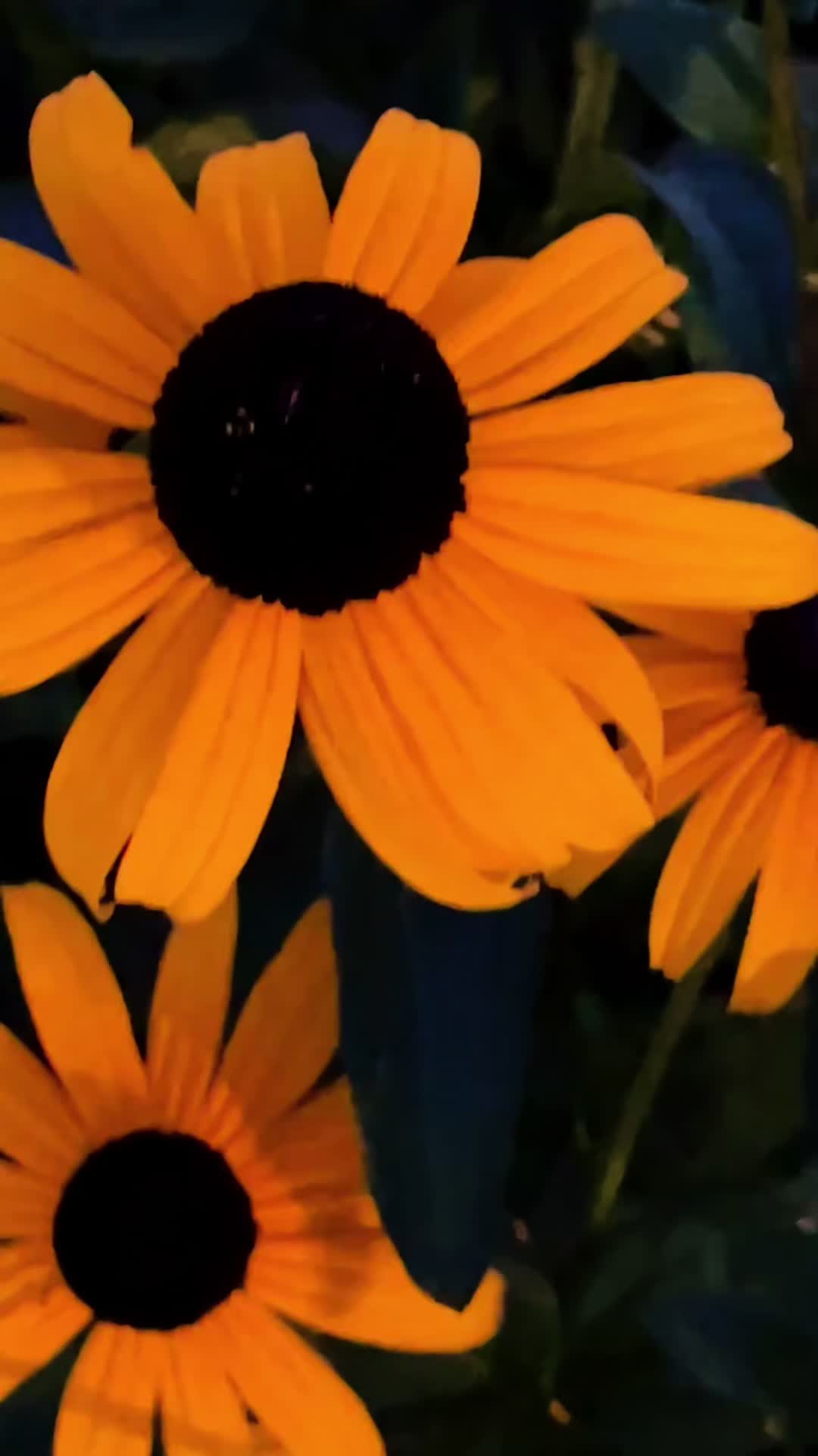 @lynnspampanato