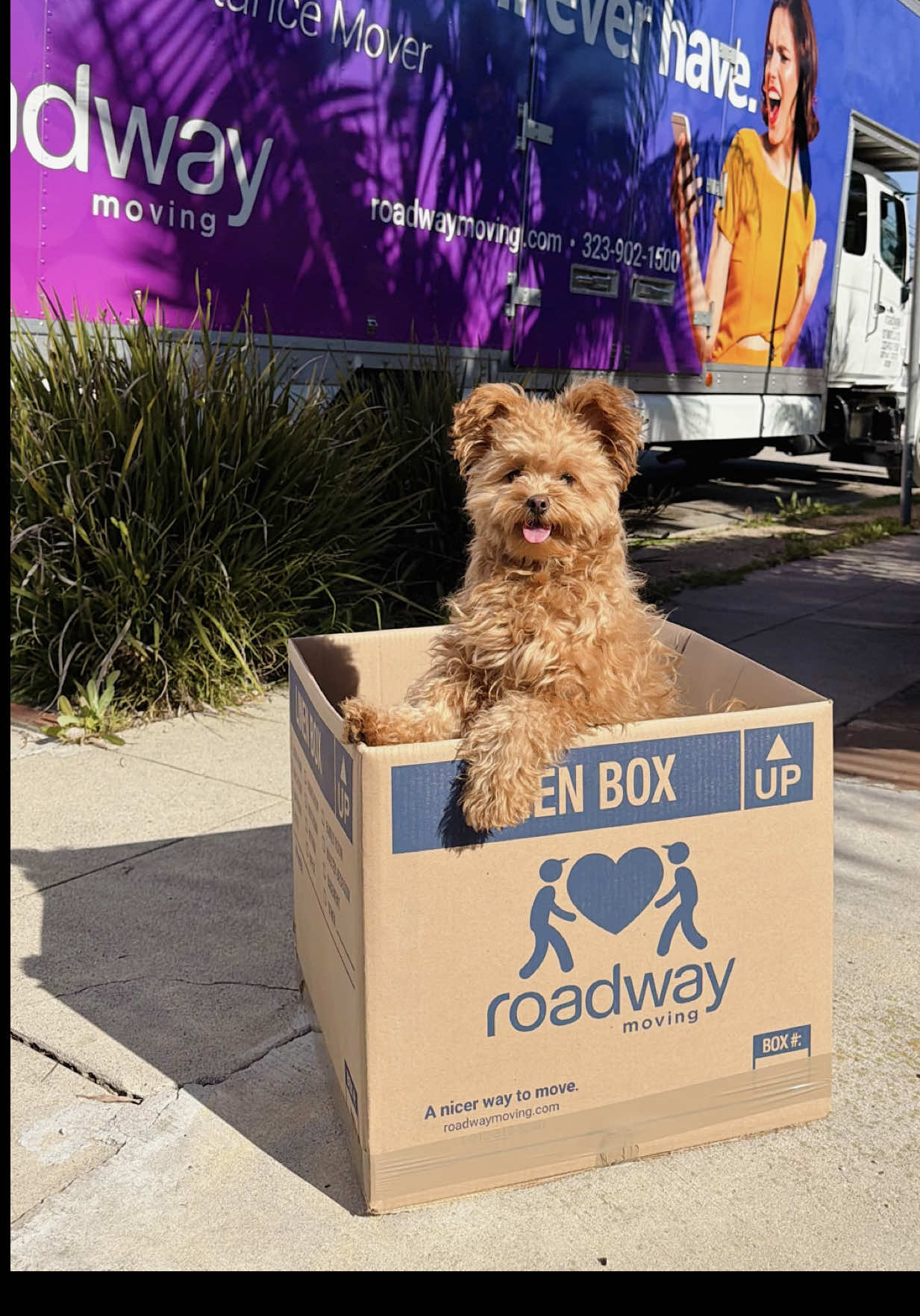 @Honey The Pomapoo 🧸